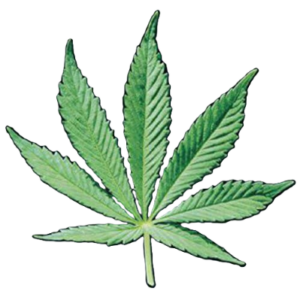 Vins aux fleurs de Chanvre